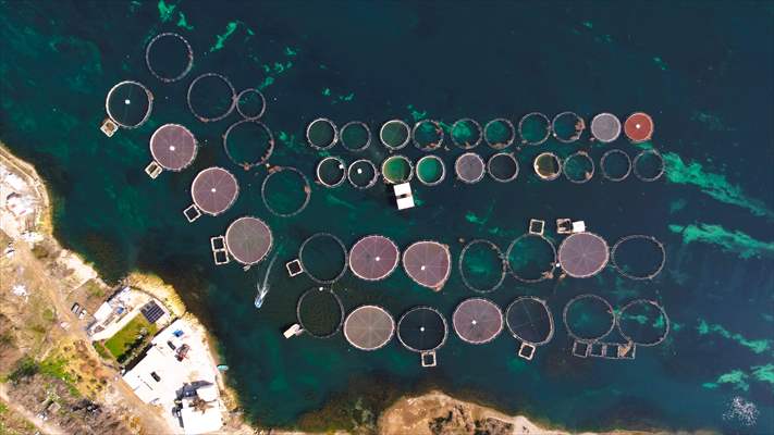 Fırat sularında kafes balıkçılığı