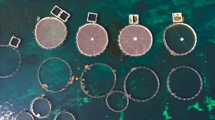 Fırat sularında kafes balıkçılığı