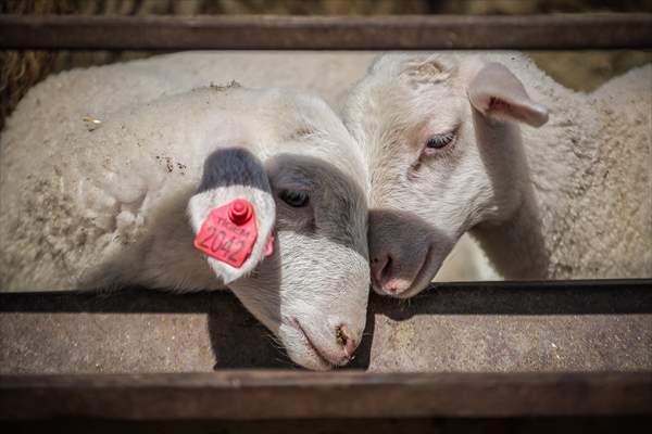 TİGEM'in Karacabey tesislerinde kuzu doğumları yüzde 40'ın üzerinde ikizlik oranıyla sürüyor