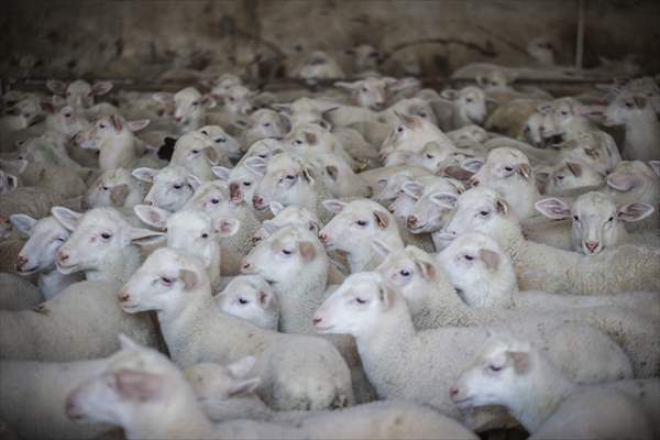 TİGEM'in Karacabey tesislerinde kuzu doğumları yüzde 40'ın üzerinde ikizlik oranıyla sürüyor