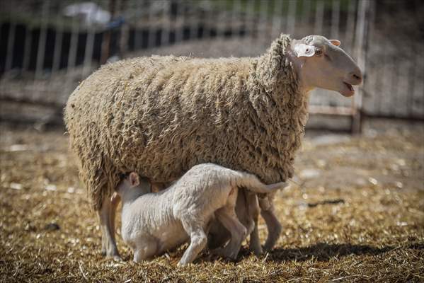 TİGEM'in Karacabey tesislerinde kuzu doğumları yüzde 40'ın üzerinde ikizlik oranıyla sürüyor