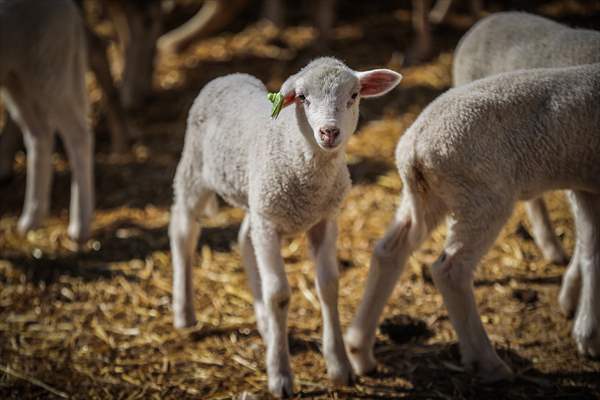 TİGEM'in Karacabey tesislerinde kuzu doğumları yüzde 40'ın üzerinde ikizlik oranıyla sürüyor