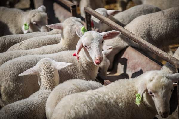 TİGEM'in Karacabey tesislerinde kuzu doğumları yüzde 40'ın üzerinde ikizlik oranıyla sürüyor
