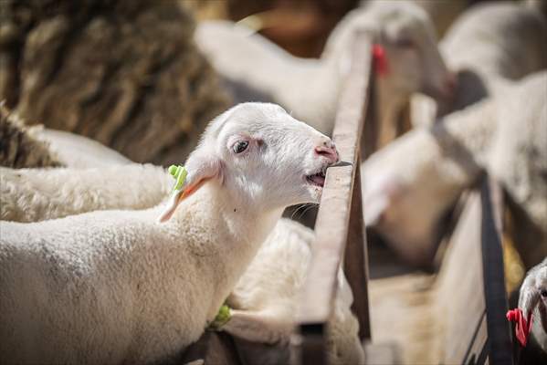 TİGEM'in Karacabey tesislerinde kuzu doğumları yüzde 40'ın üzerinde ikizlik oranıyla sürüyor