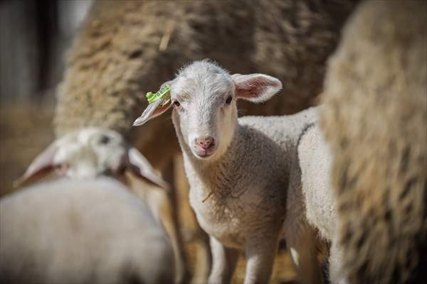 TİGEM'in Karacabey tesislerinde kuzu doğumları yüzde 40'ın üzerinde ikizlik oranıyla sürüyor