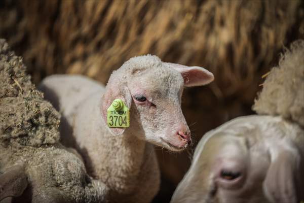 TİGEM'in Karacabey tesislerinde kuzu doğumları yüzde 40'ın üzerinde ikizlik oranıyla sürüyor