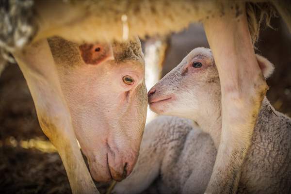 TİGEM'in Karacabey tesislerinde kuzu doğumları yüzde 40'ın üzerinde ikizlik oranıyla sürüyor