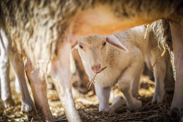 TİGEM'in Karacabey tesislerinde kuzu doğumları yüzde 40'ın üzerinde ikizlik oranıyla sürüyor