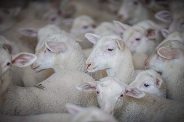 TİGEM'in Karacabey tesislerinde kuzu doğumları yüzde 40'ın üzerinde ikizlik oranıyla sürüyor