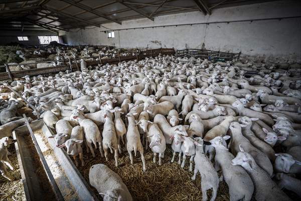 TİGEM'in Karacabey tesislerinde kuzu doğumları yüzde 40'ın üzerinde ikizlik oranıyla sürüyor