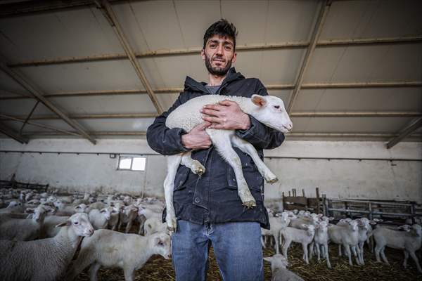 TİGEM'in Karacabey tesislerinde kuzu doğumları yüzde 40'ın üzerinde ikizlik oranıyla sürüyor