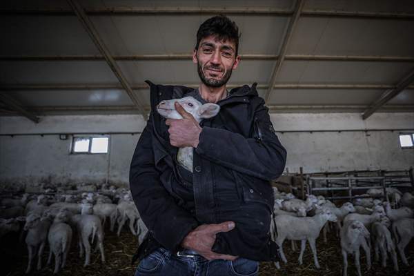 TİGEM'in Karacabey tesislerinde kuzu doğumları yüzde 40'ın üzerinde ikizlik oranıyla sürüyor
