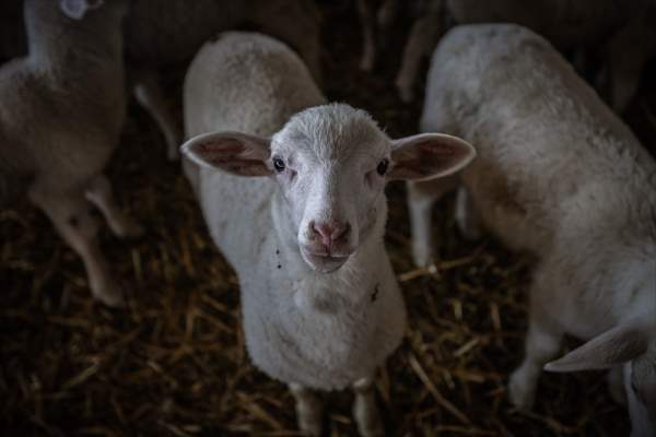 TİGEM'in Karacabey tesislerinde kuzu doğumları yüzde 40'ın üzerinde ikizlik oranıyla sürüyor