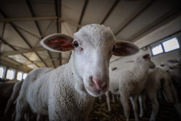 TİGEM'in Karacabey tesislerinde kuzu doğumları yüzde 40'ın üzerinde ikizlik oranıyla sürüyor
