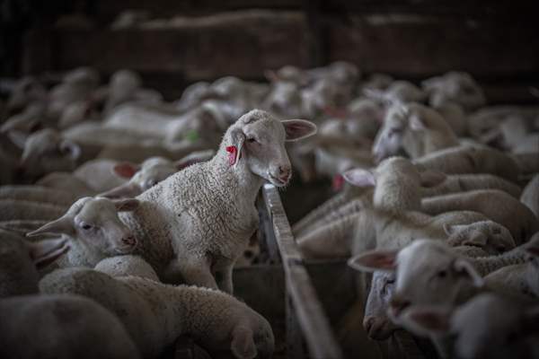 TİGEM'in Karacabey tesislerinde kuzu doğumları yüzde 40'ın üzerinde ikizlik oranıyla sürüyor