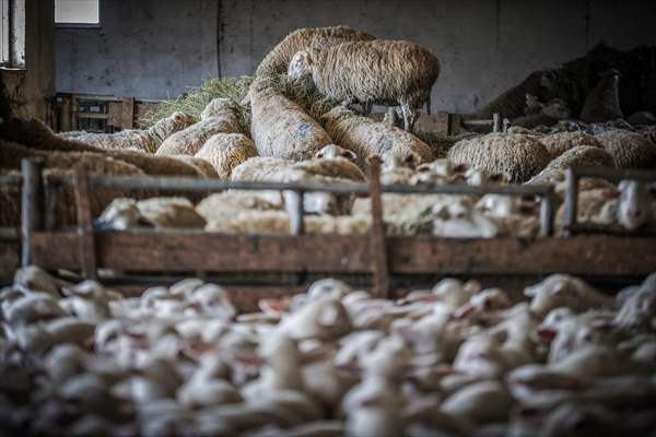 TİGEM'in Karacabey tesislerinde kuzu doğumları yüzde 40'ın üzerinde ikizlik oranıyla sürüyor