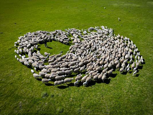 TİGEM'in Karacabey tesislerinde kuzu doğumları yüzde 40'ın üzerinde ikizlik oranıyla sürüyor