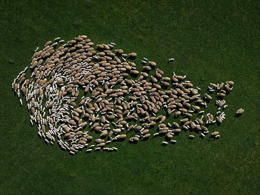 TİGEM'in Karacabey tesislerinde kuzu doğumları yüzde 40'ın üzerinde ikizlik oranıyla sürüyor