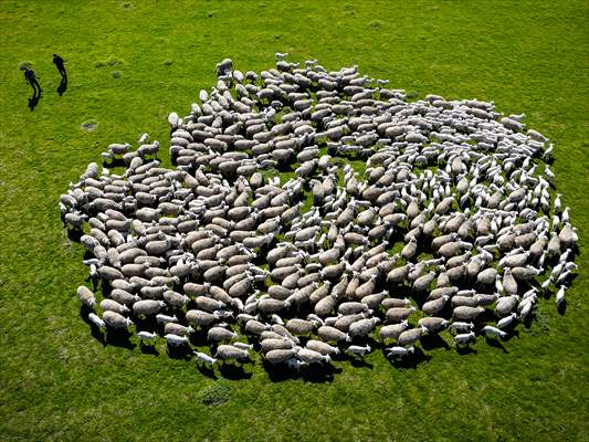 TİGEM'in Karacabey tesislerinde kuzu doğumları yüzde 40'ın üzerinde ikizlik oranıyla sürüyor