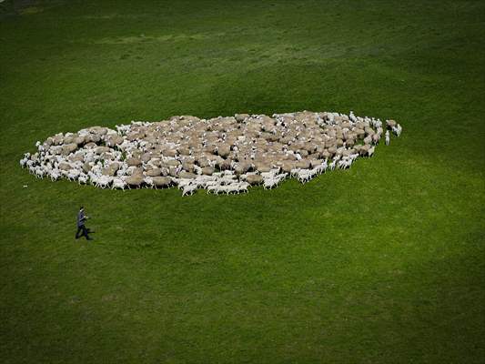 TİGEM'in Karacabey tesislerinde kuzu doğumları yüzde 40'ın üzerinde ikizlik oranıyla sürüyor