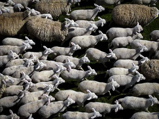 TİGEM'in Karacabey tesislerinde kuzu doğumları yüzde 40'ın üzerinde ikizlik oranıyla sürüyor