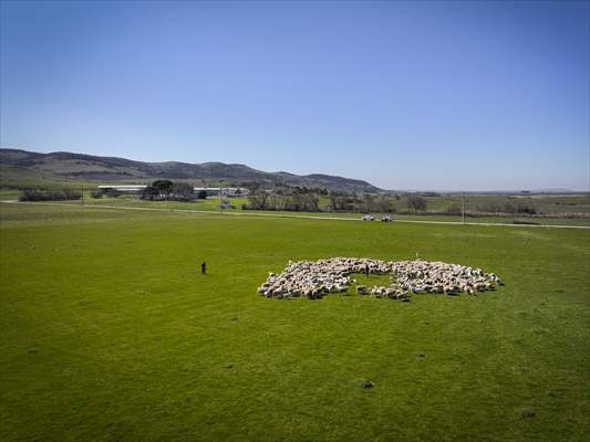 TİGEM'in Karacabey tesislerinde kuzu doğumları yüzde 40'ın üzerinde ikizlik oranıyla sürüyor