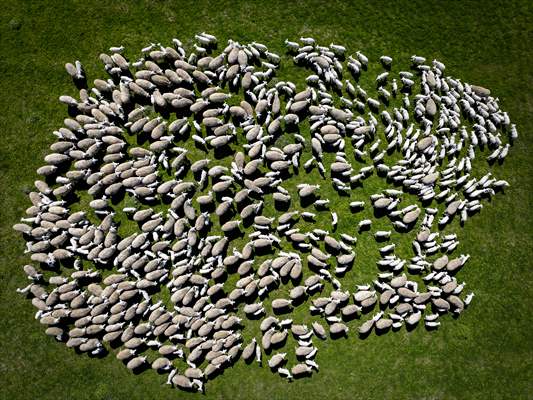 TİGEM'in Karacabey tesislerinde kuzu doğumları yüzde 40'ın üzerinde ikizlik oranıyla sürüyor