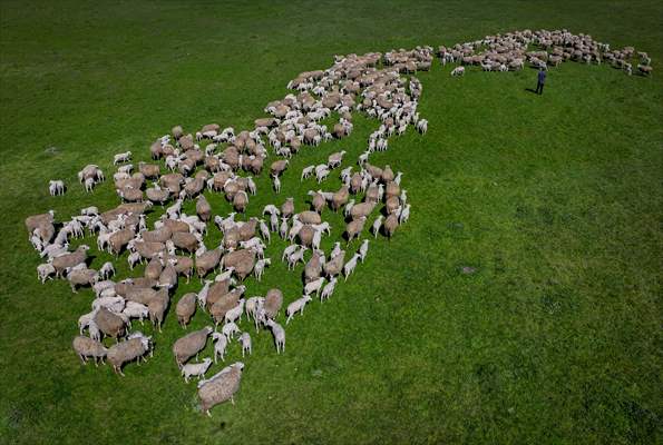 TİGEM'in Karacabey tesislerinde kuzu doğumları yüzde 40'ın üzerinde ikizlik oranıyla sürüyor