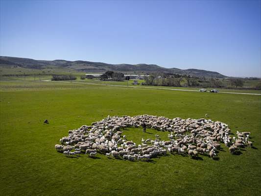TİGEM'in Karacabey tesislerinde kuzu doğumları yüzde 40'ın üzerinde ikizlik oranıyla sürüyor