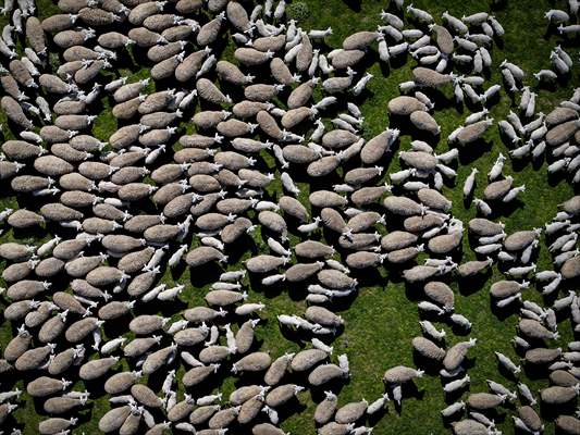 TİGEM'in Karacabey tesislerinde kuzu doğumları yüzde 40'ın üzerinde ikizlik oranıyla sürüyor