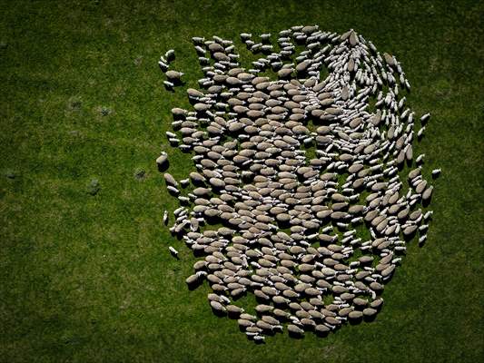 TİGEM'in Karacabey tesislerinde kuzu doğumları yüzde 40'ın üzerinde ikizlik oranıyla sürüyor