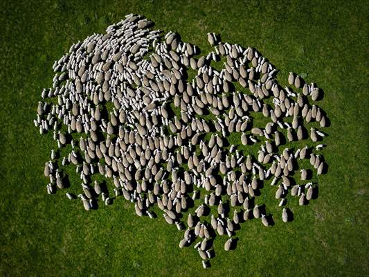 TİGEM'in Karacabey tesislerinde kuzu doğumları yüzde 40'ın üzerinde ikizlik oranıyla sürüyor
