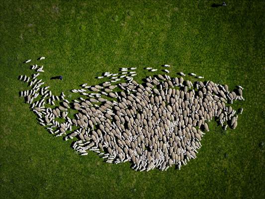 TİGEM'in Karacabey tesislerinde kuzu doğumları yüzde 40'ın üzerinde ikizlik oranıyla sürüyor