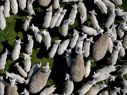 TİGEM'in Karacabey tesislerinde kuzu doğumları yüzde 40'ın üzerinde ikizlik oranıyla sürüyor