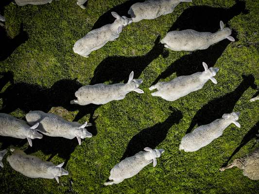 TİGEM'in Karacabey tesislerinde kuzu doğumları yüzde 40'ın üzerinde ikizlik oranıyla sürüyor