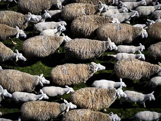 TİGEM'in Karacabey tesislerinde kuzu doğumları yüzde 40'ın üzerinde ikizlik oranıyla sürüyor