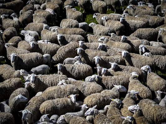 TİGEM'in Karacabey tesislerinde kuzu doğumları yüzde 40'ın üzerinde ikizlik oranıyla sürüyor