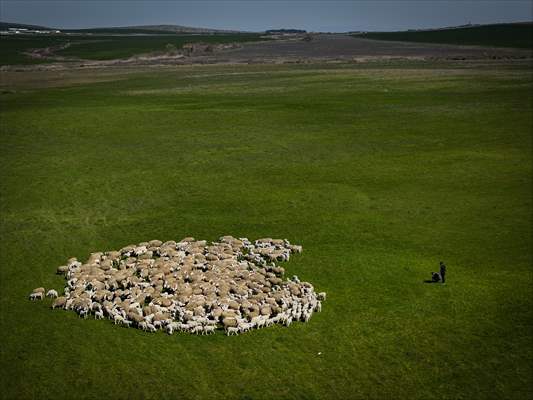 TİGEM'in Karacabey tesislerinde kuzu doğumları yüzde 40'ın üzerinde ikizlik oranıyla sürüyor