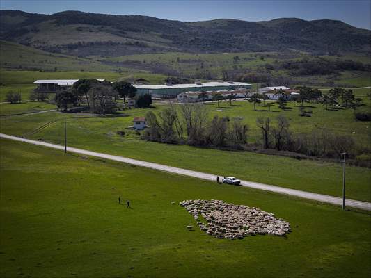 TİGEM'in Karacabey tesislerinde kuzu doğumları yüzde 40'ın üzerinde ikizlik oranıyla sürüyor