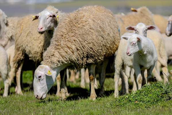 TİGEM'in Karacabey tesislerinde kuzu doğumları yüzde 40'ın üzerinde ikizlik oranıyla sürüyor