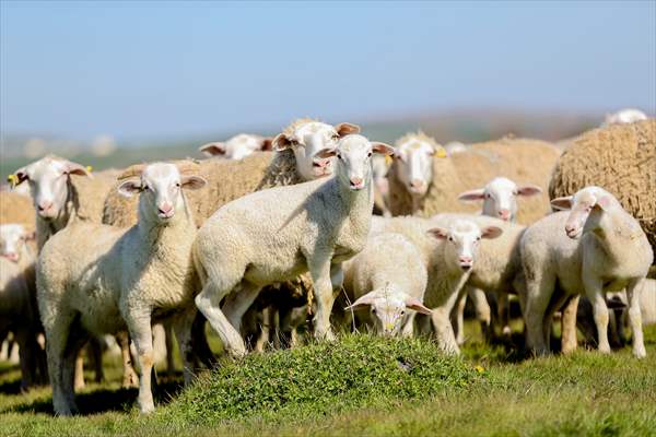 TİGEM'in Karacabey tesislerinde kuzu doğumları yüzde 40'ın üzerinde ikizlik oranıyla sürüyor