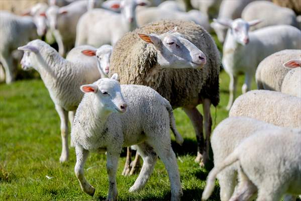 TİGEM'in Karacabey tesislerinde kuzu doğumları yüzde 40'ın üzerinde ikizlik oranıyla sürüyor