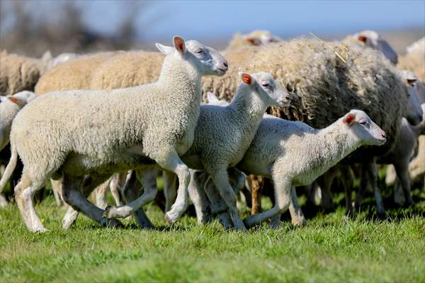 TİGEM'in Karacabey tesislerinde kuzu doğumları yüzde 40'ın üzerinde ikizlik oranıyla sürüyor