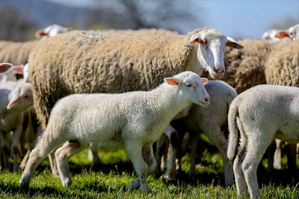 TİGEM'in Karacabey tesislerinde kuzu doğumları yüzde 40'ın üzerinde ikizlik oranıyla sürüyor