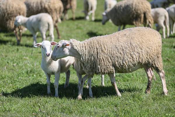 TİGEM'in Karacabey tesislerinde kuzu doğumları yüzde 40'ın üzerinde ikizlik oranıyla sürüyor