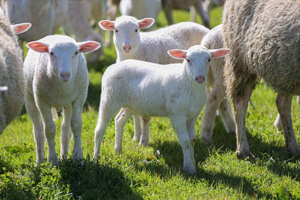 TİGEM'in Karacabey tesislerinde kuzu doğumları yüzde 40'ın üzerinde ikizlik oranıyla sürüyor