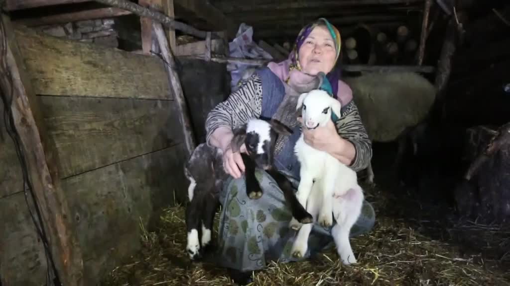 BOLU - Bakan Pakdemirli'nin Bolulu aileye gönderdiği koyunlar yavrulamaya başladı