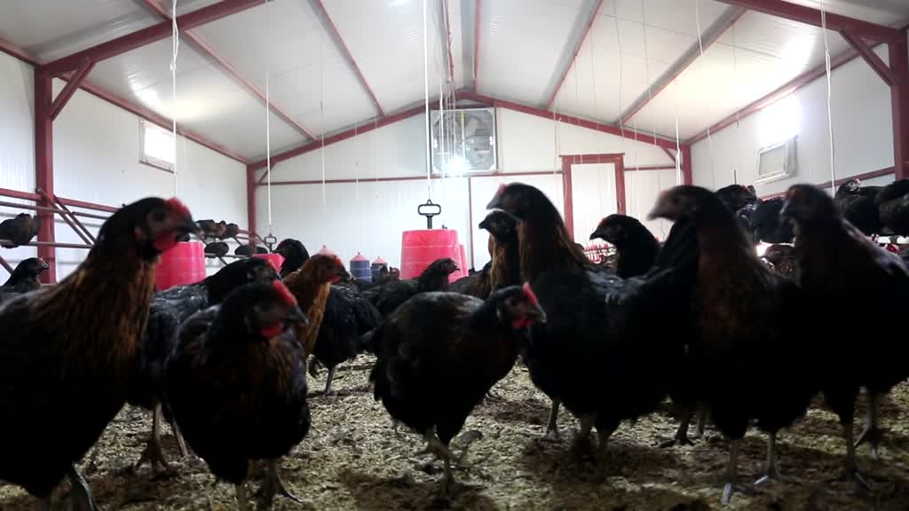 ADIYAMAN - Yastık altındaki altınları ekonomiye kazandırdı, tavuk çiftliği sahibi oldu