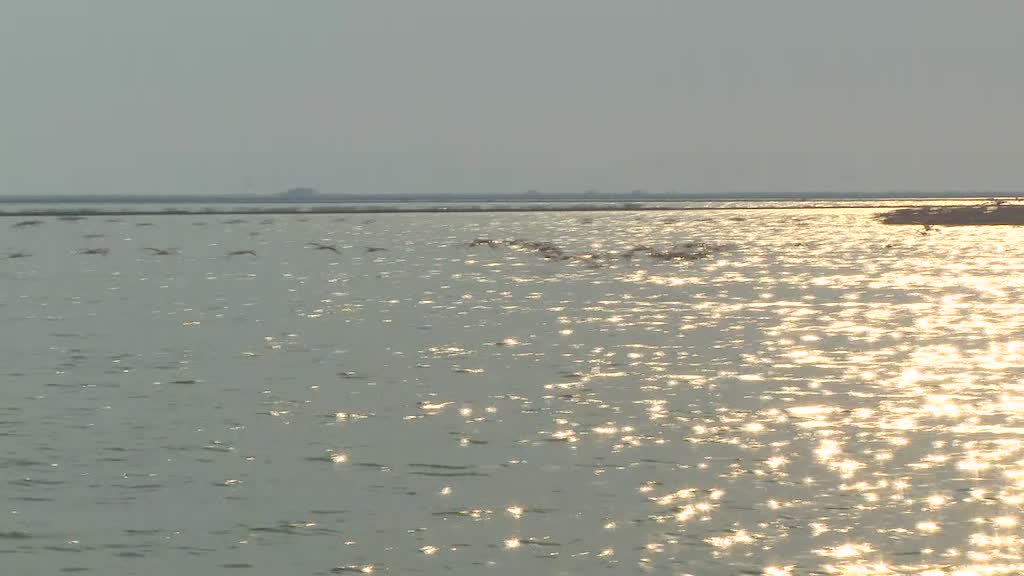 Flamingos captivate as they return to breeding island in western Turkey