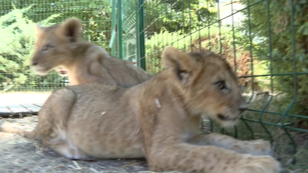 Animal park at Turkish capital invites visitors to pet and play with lion cubs
